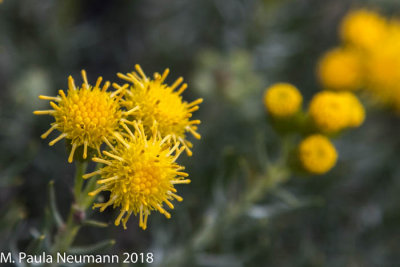 Magellan daisy