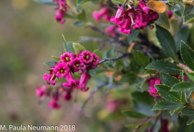 Escallonia rubra