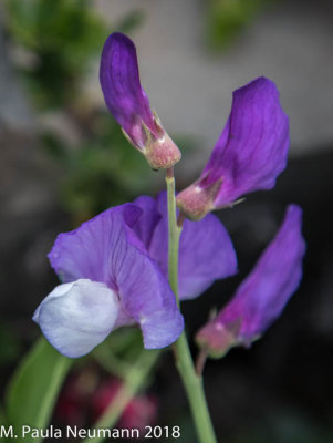 Sweet pea