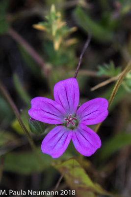 Wild geranium