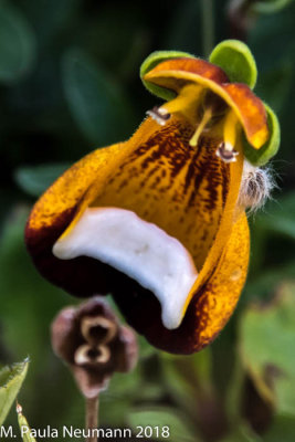 Lady slipper
