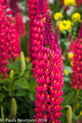Lupine