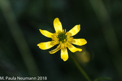Buttercup