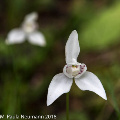 Dog orchid