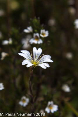Chickweed