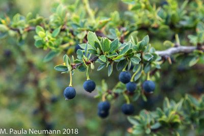 Calafate berry