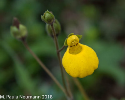 Yellow lady slipper