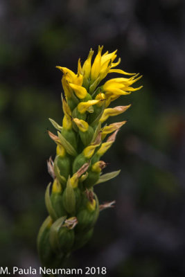 Yellow orchid