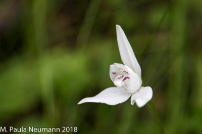 Dog orchid