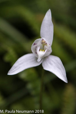 Flora in Patagonia