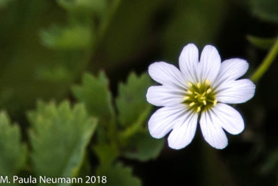 Chickweed
