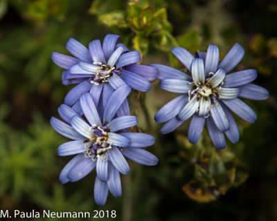 Edelweiss