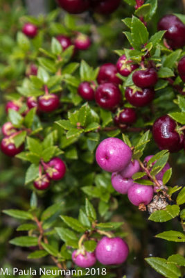 Prickly heath berries