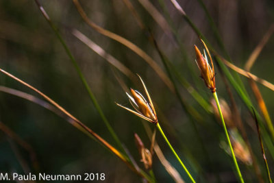 Flora in Patagonia