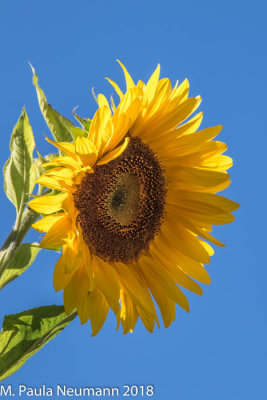 Sunflower at Chateau de Canon