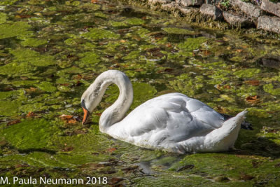 Swan at Chateau de Canon
