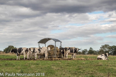 Normandy cows
