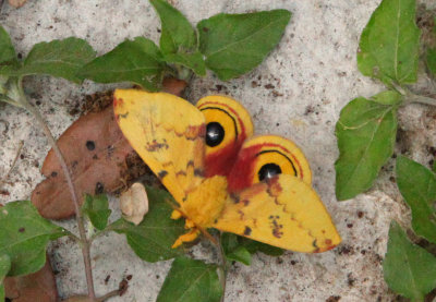 Male IO Moth