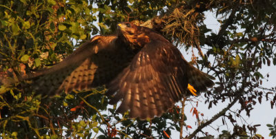 Broad Winged Hawk Juvenile Female