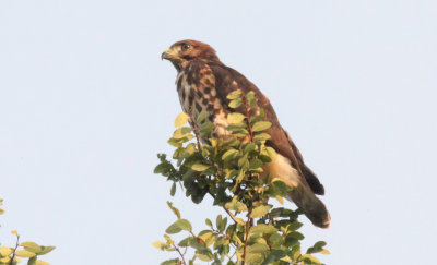 Broad Winged Hawk Recently Fledged