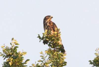 Broad Winged Hawk Recent fledgling