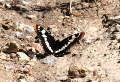 Loroquin Admiral