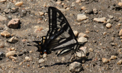 Pale Swallowtail (Papilio Euremydon)