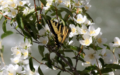 Two tailed swallowtail (Papilio Multicaudata)