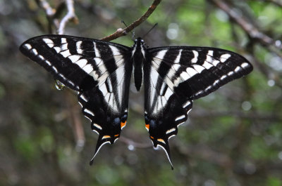 ePapilioEuremydon_3769.jpg