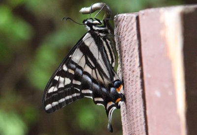 papilioEuremydon.jpg