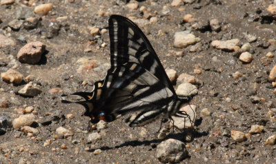 ePapilioEuremydon_3873.jpg