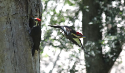 Male Pileated Woodpecker Exits Nest