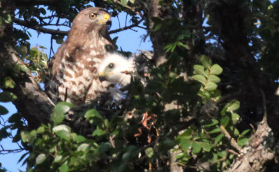 Broad-Winged Hawk and 2 week youngster