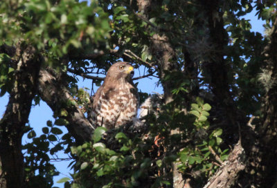Broad Winged Hawk with young