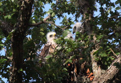 Broad Winged Hawk Nestlings