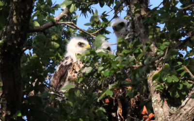 Three young Broad Winged Hawks