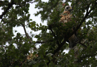 Broad Winged Hawk branching