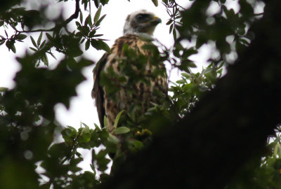 Young Broad Winged Hawk  branching out 