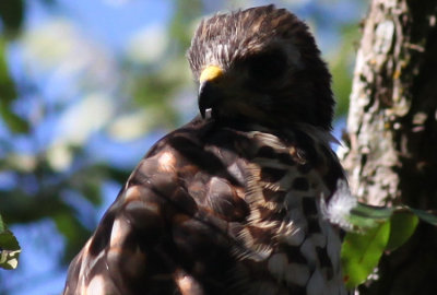 Broad Winged hawk fledged