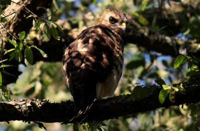 Broad Winged hawk on the morning they fledged