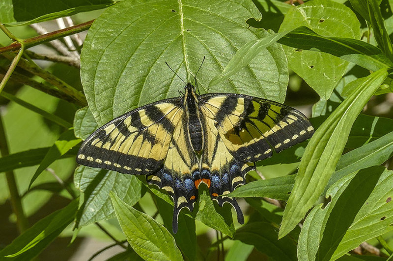 Papillon tigr du Canada - Canadian tiger swallowtail - Papilio canadensis - Papilionids (4176.1)