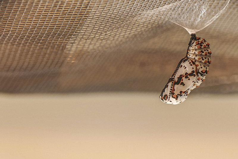 Chrysalide du Baltimore - Baltimore checkerspot chrysalis  - Nymphalids - (4516)