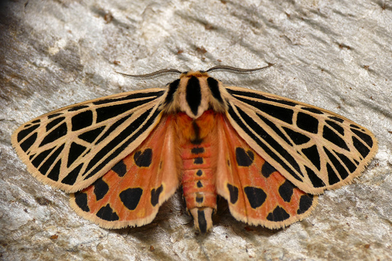Apantse vierge - Virgin Tiger Moth - Grammia virgo - Erebids - (8197)