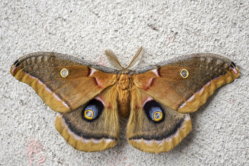 Polyphne dAmrique - Polyphemus moth - Antheraea polyphemus - Saturnids (7757) 