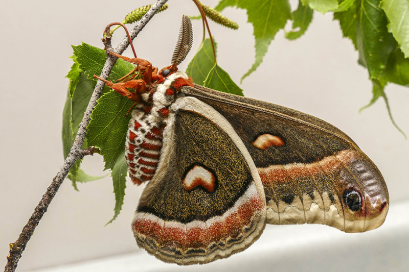 Saturnie ccropia - Cecropia Moth - Hyalophora cecropia - Saturnids (7767)