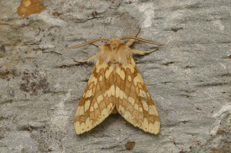 Halisidote du caryer - Hickory Tussock Moth - Lophocampa caryae - Erebids - (8211)