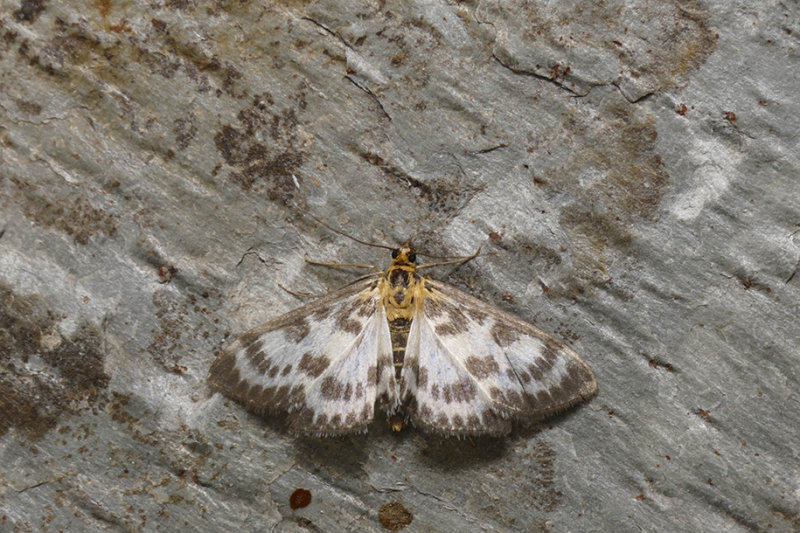  Small Magpie Moth - Anania hortulata - Crambids - (4952)