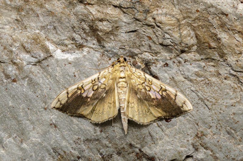 Basswood Leafroller - Pantographa limata - Crambids - (5241)