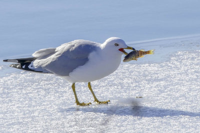 Goéland à bec cerclé - Ring-billed gull - Larus delawarensis - Laridés