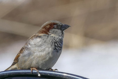 Moineau domestique - House sparrow - Passer domesticus - Passéridés